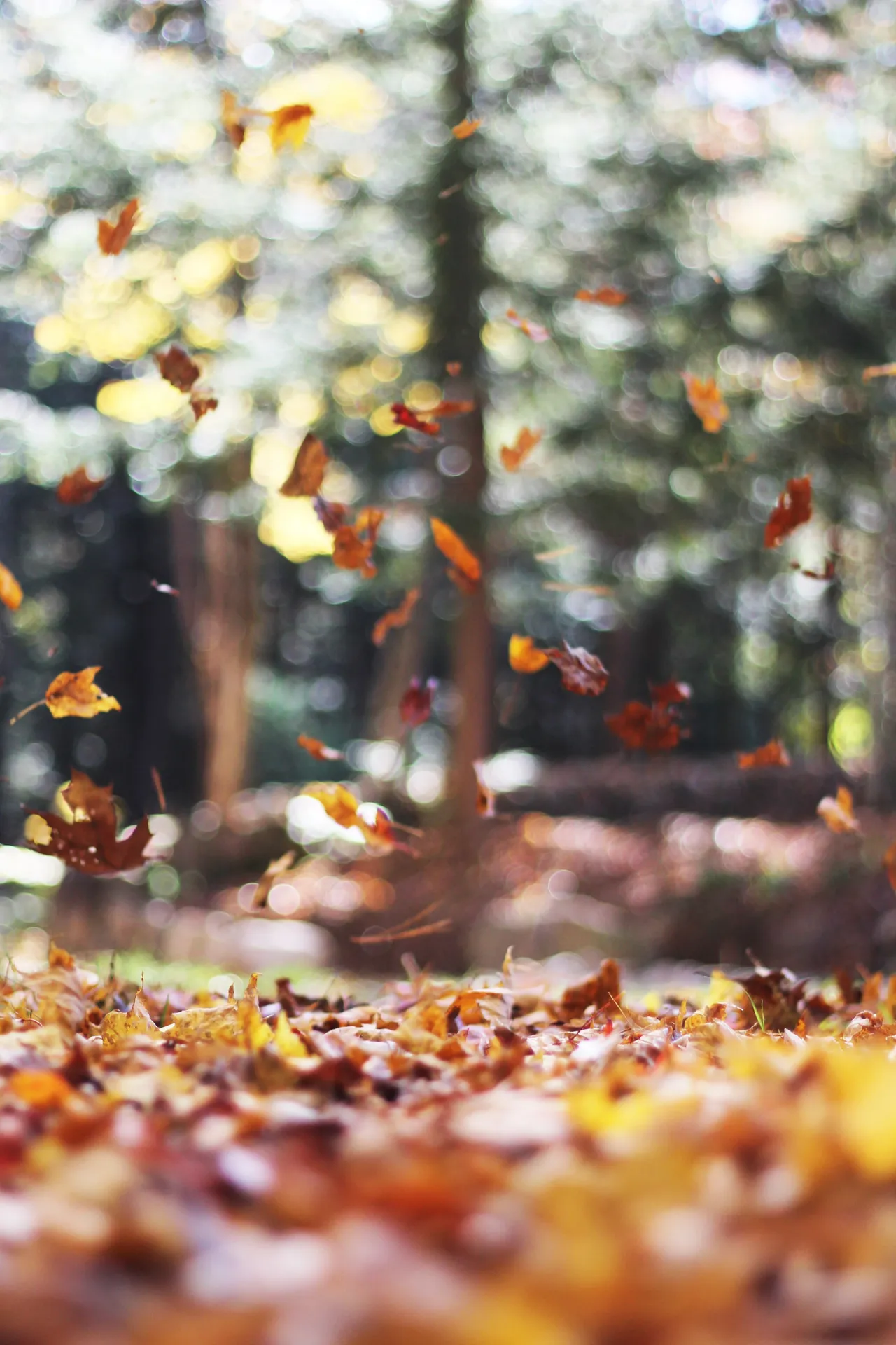 How to Cope With Your Family Having Fall Allergies - how cope family having fall